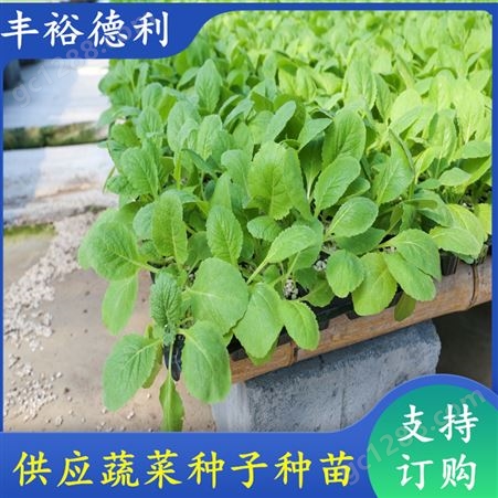 小白菜幼苗 结果性强 耐运输 庭院盆栽种植 白 菜苗