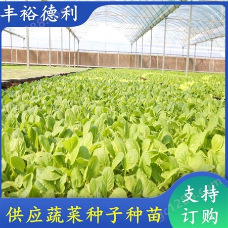 四季小白菜种苗 抗病虫害 叶片油亮 温室种植 支持订购