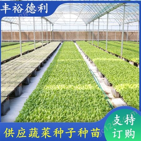 四季小白菜种苗 抗病虫害 叶片油亮 温室种植 支持订购