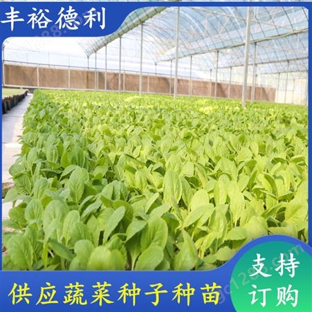 小白菜幼苗 结果性强 耐运输 庭院盆栽种植 白 菜苗