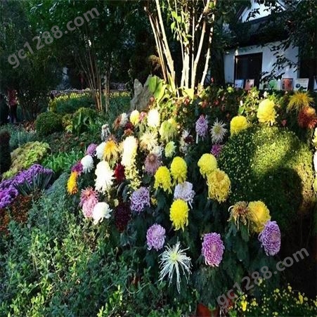 双色盆菊花 公园庭院常见栽培 喜阳光充足环境 宿根草本