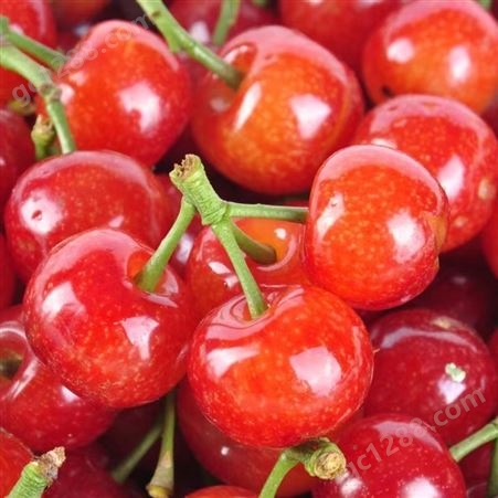 大樱桃当季现货水果 新鲜采摘果园 车厘子营养丰富