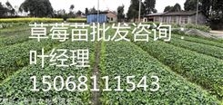 四川草莓种苗特点